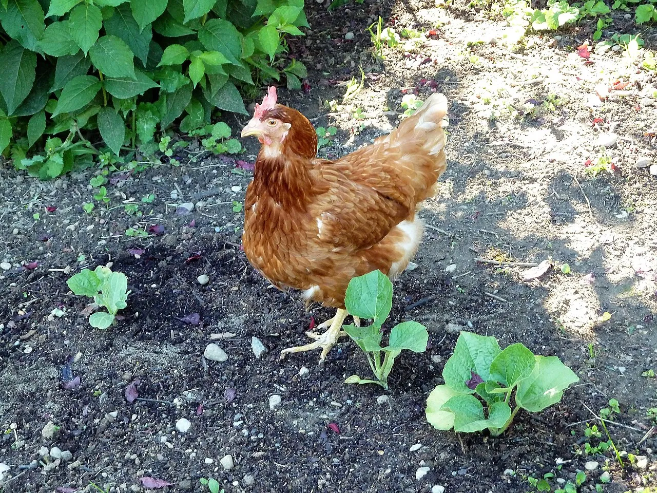 Foto 1 de 1: Gallinas ponedoras y pollitos de campo