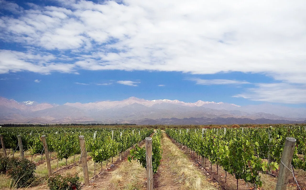 Foto 2 de 2: Finca de 10 hectáreas con viñedo en producción